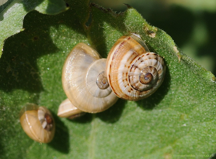 Gasteropoda corso